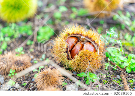 [Autumn material] Chestnuts growing on trees [Nagano Prefecture] 92089160