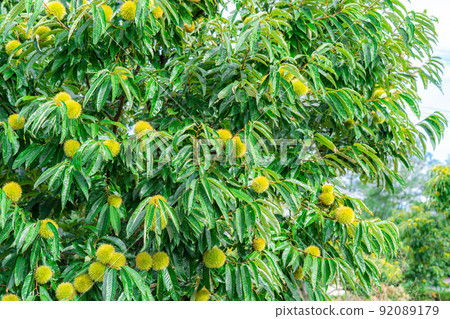 [Autumn material] Chestnuts growing on trees [Nagano Prefecture] 92089179