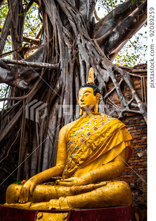 Wat Sai temple ruin covered by banyan tree roots, in Sing Buri Thailand Wat Sai temple ruin covered by banyan tree roots, in Sing Buri Thailand 92089259