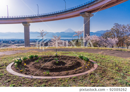 (山梨縣)十日京公園環狀橋櫻花和富士山 (山梨縣)十日京公園環狀橋櫻花和富士山 92089262