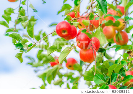 [秋季材料]收穫時在樹上生長的蘋果[長野縣] 92089311