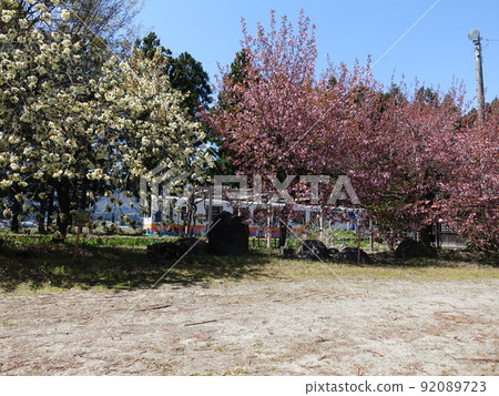 Cherry blossoms in full bloom Sakura Sakura Uzen Narita Station Flower Nagai Line Cherry blossoms in full bloom Sakura Sakura Uzen Narita Station Flower Nagai Line 92089723