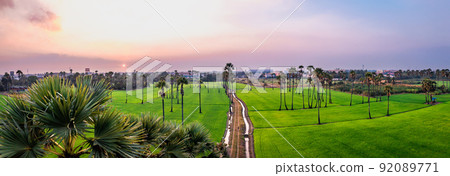 Dongtan Samkhok palm trees and rice fields during sunset in Pathum Thani, Bangkok, Thailand 92089771