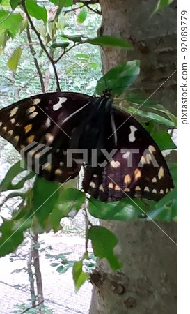 Natural monument butterfly Natural monument butterfly 92089779
