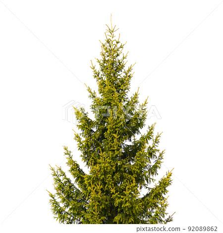 Spruce tree isolated on white background, natural photo Spruce tree isolated on white background, natural photo 92089862