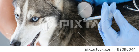 Fluffy husky dog get injection from veterinary doctor, treatment for recovery 92090044