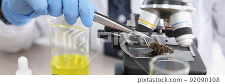 Scientist take dried cannabis with tweezer tool and put under microscope 92090108