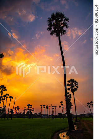 Dongtan Samkhok palm trees and rice fields during sunset in Pathum Thani, Bangkok, Thailand Dongtan Samkhok palm trees and rice fields during sunset in Pathum Thani, Bangkok, Thailand 92090114