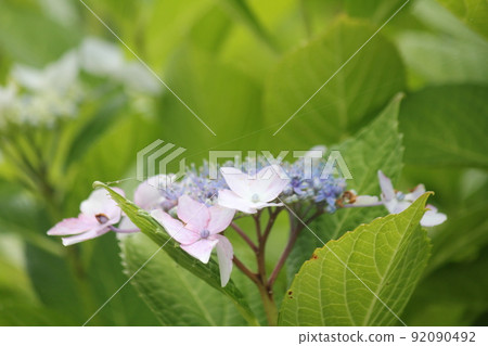 Gaku hydrangea flower Gaku hydrangea flower 92090492