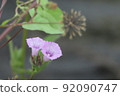 Wild morning glory blooming on the bank 92090747