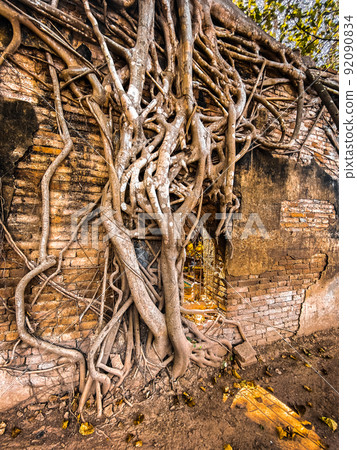 Wat Sai temple ruin covered by banyan tree roots, in Sing Buri Thailand Wat Sai temple ruin covered by banyan tree roots, in Sing Buri Thailand 92090834
