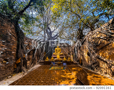 Wat Sai temple ruin covered by banyan tree roots, in Sing Buri Thailand Wat Sai temple ruin covered by banyan tree roots, in Sing Buri Thailand 92091161