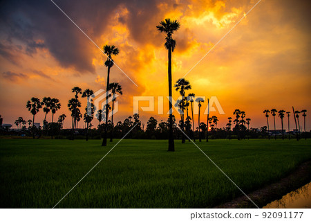 Dongtan Samkhok palm trees and rice fields during sunset in Pathum Thani, Bangkok, Thailand 92091177