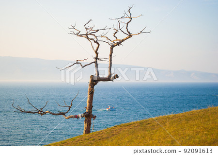 lonely dried tree of freakish form against the sky and lake. dry relict larch on the shore of lake. lonely dried tree of freakish form against the sky and lake. dry relict larch on the shore of lake. 92091613
