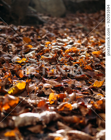 The fallen to the ground yellowed leaves in the sunlight in autumn forest. Selective focus The fallen to the ground yellowed leaves in the sunlight in autumn forest. Selective focus 92091694