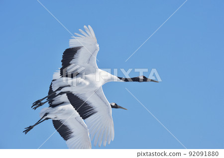 Two Japanese cranes flying in the blue sky (Tsurui, Hokkaido) Two Japanese cranes flying in the blue sky (Tsurui, Hokkaido) 92091880