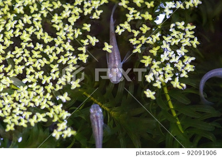 是生物群落的藍色嗎? 是生物群落的藍色嗎? 92091906