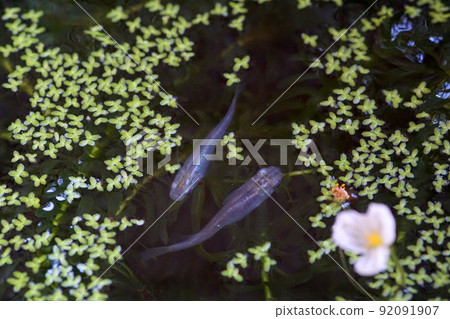 是生物群落的藍色嗎? 是生物群落的藍色嗎? 92091907