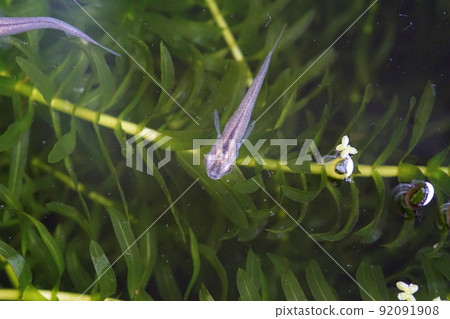 是生物群落的藍色嗎? 是生物群落的藍色嗎? 92091908