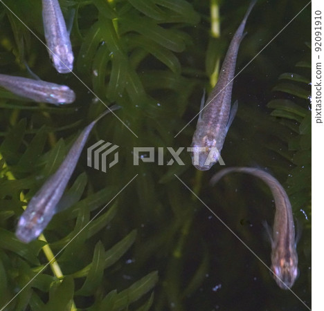 是生物群落的藍色嗎? 是生物群落的藍色嗎? 92091910