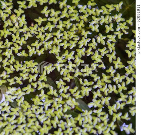 Lemna aoukia 滿水 Lemna aoukia 滿水 92091911