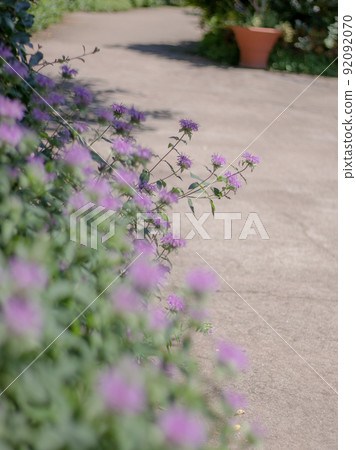 佛手柑在英式花園中綻放 佛手柑在英式花園中綻放 92092070