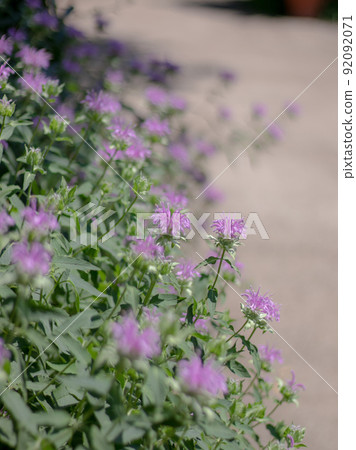 佛手柑在英式花園中綻放 佛手柑在英式花園中綻放 92092071
