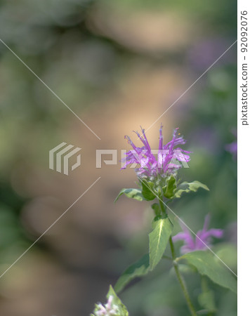 佛手柑在英式花園中綻放 佛手柑在英式花園中綻放 92092076