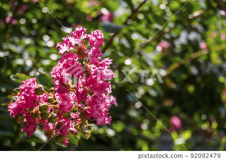 夏日炎炎烈日下，紅色的禿鷹花朵綻放。 92092479