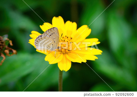 Horiikoshijimi seen in Okinawa and Ishigaki Island that came to the yellow flowers 92092600