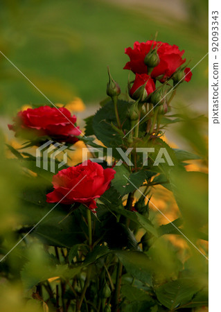 beautiful red garden roses beautiful red garden roses 92093343