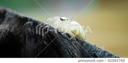 Jumping spider on a log above the ground. Macro photography 92093768