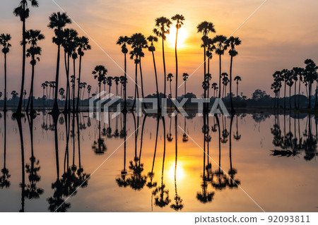 Silhouette sugar palm trees with reflection on pond at sunrise 92093811