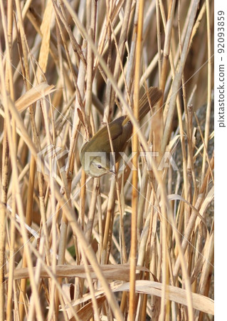 Uguisu winter appearance, moving in search of food in the dead Japanese pampas grass 92093859