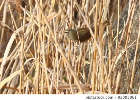 Uguisu winter appearance, moving in search of food in the dead Japanese pampas grass 92093861