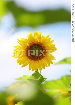 sunflower	 92094122