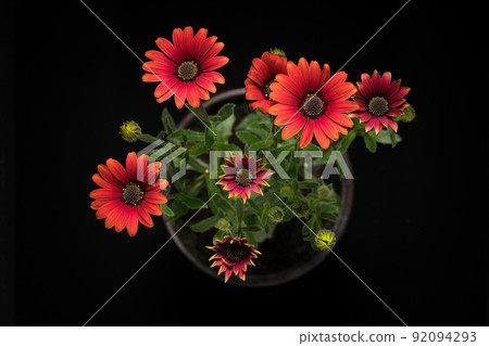 Gazania flowers or african daisy on a black background 92094293