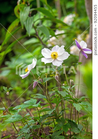 Anemone jasmine blooming with a tinge of lye Anemone jasmine blooming with a tinge of lye 92094455