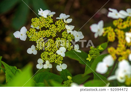 Flowering of mountain hydrangea 92094472