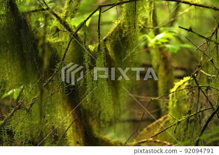 Kiyosumiito 苔蘚像綠色窗簾一樣掛在樹枝上 Kiyosumiito 苔蘚像綠色窗簾一樣掛在樹枝上 92094791