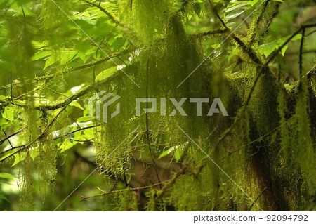Kiyosumiito moss hanging from a tree branch like a green curtain Kiyosumiito moss hanging from a tree branch like a green curtain 92094792