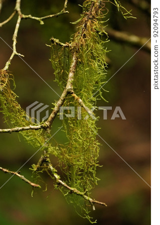Kiyosumiito 苔蘚像綠色窗簾一樣掛在樹枝上 Kiyosumiito 苔蘚像綠色窗簾一樣掛在樹枝上 92094793