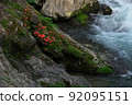 A mountain stream with blooming rock azaleas, Nosegawa Village, Nara Prefecture 92095151