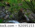 A mountain stream with blooming rock azaleas, Nosegawa Village, Nara Prefecture 92095153