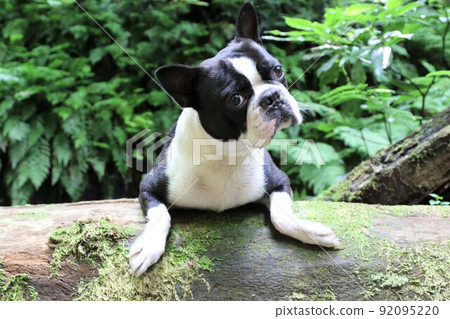 Mighty Boston Terrier showing a cute pose on a log on the promenade along the Yadotani River flowing through the forest of Moroyama Town 92095220