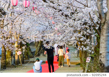 Cherry blossom festival scenery "Sando of Kikuchi Shrine" Tourist scenery 92095244