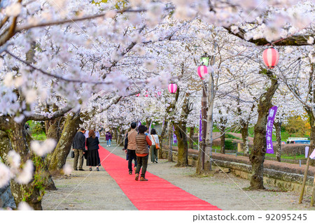 Cherry blossom festival scenery "Sando of Kikuchi Shrine" Tourist scenery Cherry blossom festival scenery "Sando of Kikuchi Shrine" Tourist scenery 92095245