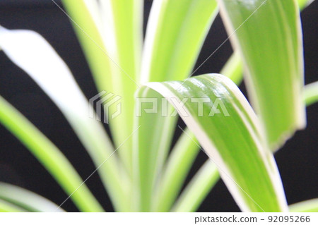 Orizururan，一種流行的觀葉植物 92095266