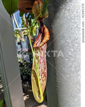 Nepenthes Nepenthes 92095370