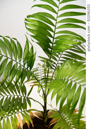 Close up of leaf of green house plant hamedorea. 92096203